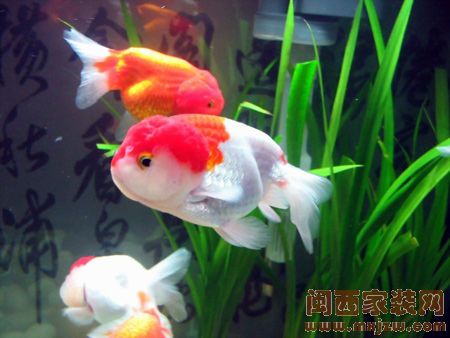 招财化煞有讲究 财源滚滚的浴缸风水大揭秘(组图)