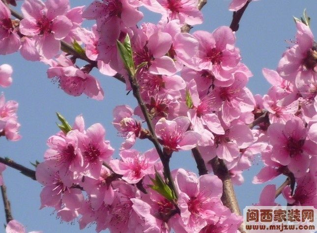 三八妇女节旺桃花的方法 20130308_1ee4878f316c0505ce55ZwS2JVPqzBPZ.jpg