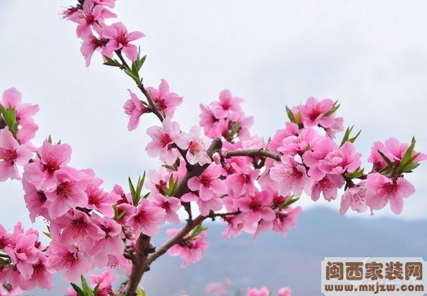 三八妇女节旺桃花的方法 20130308_3c0b51f583822c6bf67fVprXXbBK2sdJ.jpg